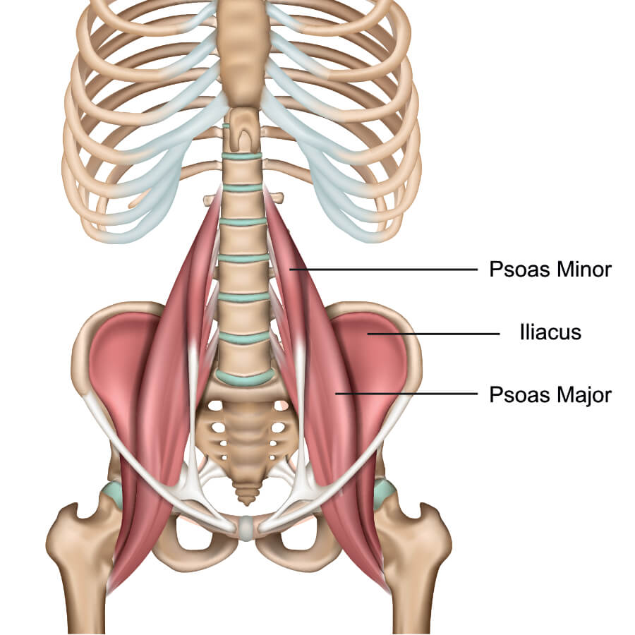 Psoas spier